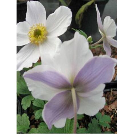 Anémone du Japon 'Wild Swan' Godet de 8/9 cm