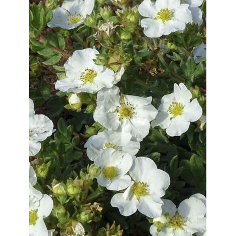 Potentille arbustive 'Bella Bianca ' Pot de 2L/3L (1/4)
