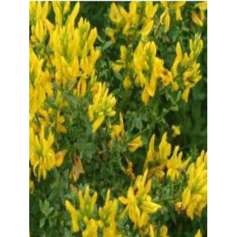 Genêt des teinturiers, Herbe-à-jaunir 'Royal Gold' Pot de 2L/3L (1/2)