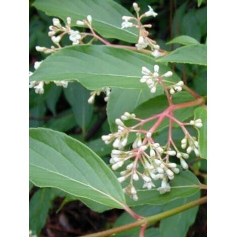 Viorne 'Winton' Pot de 3L/4L (1/5)