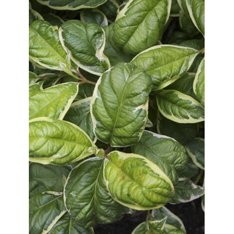 Weigela 'Caricature' Pot de 4L/5L (1/2)