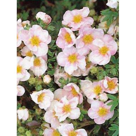 Potentille arbustive 'Pink Queen' Pot de 2L/3L (1/4)