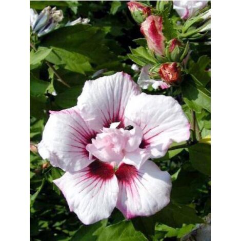 Mauve en arbre 'Lady Stanley' Pot de 3L/4L (1/3)