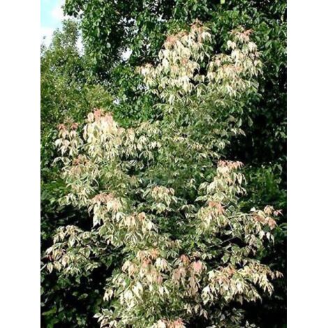 Érable à feuille de frène 'Flamingo' Pot de 7,5L/10L (1/4)