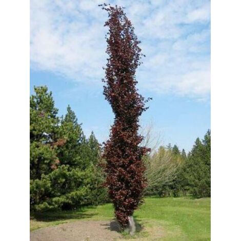 Fagus sylvatica 'Dawyck Purple' Pot de 4L/5L 80/100cm