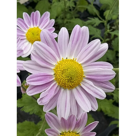 Chrysanthème 'Hebe' Pot de 2L/3L (1/2)