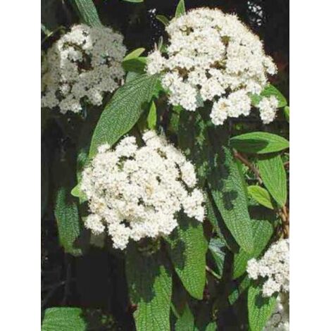 Viorne à feuilles ridées Pot de 2L/3L (1/5)