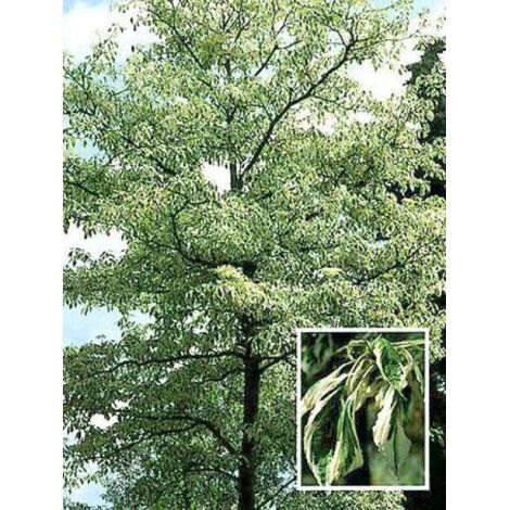 Cornus controversa 'Variegata' Pot de 4L/5L (1/5)