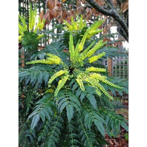 Mahonia media 'Charity' Pot de 2L/3L