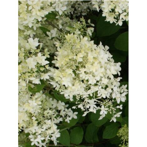 Hortensia paniculé 'Dentelle De Gorron® 'rencri' ' Pot de 3L/4L