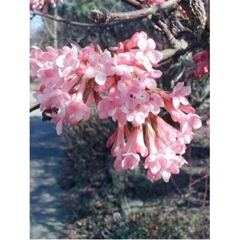 Viorne farreri Pot de 2L/3L (1/4)