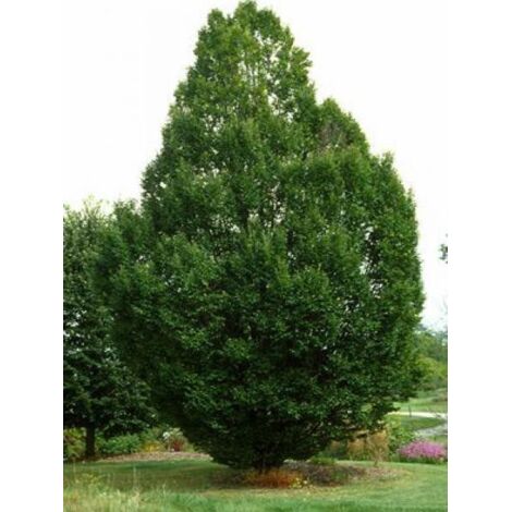 Charme commun 'Fastigiata' Pot de 4L/5L (1/5)