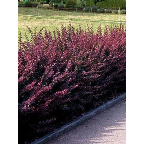 Épine-vinette de Thunberg 'Atropurpurea' Pot de 2L/3L (1/5)