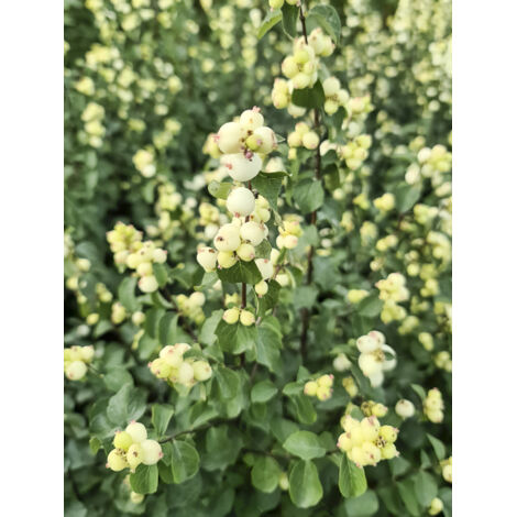 Symphorine 'Symphony Rock' Pot de 4L/5L (1/2)