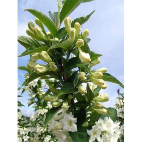 Weigela  'Candida' Pot de 3L/4L (1/3)