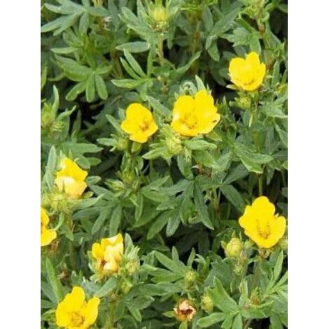 Potentille arbustive 'Kobold' Pot de 3L/4L (1/3)