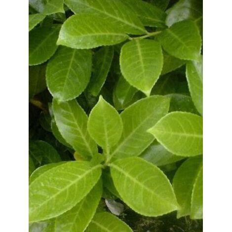 Laurier-Cerise, Laurier palme 'Rotundifolia' Pot de 12L/15L