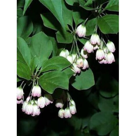 Andromède campanulée Pot de 2L/3L (1/5)