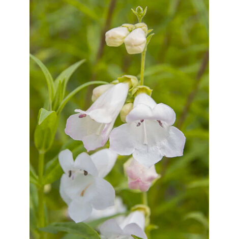 Galane 'Pensham Wedding Day' Godet de 8/9 cm (1/2)