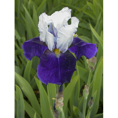 Iris des jardins 'Night Edition' Godet de 8/9 cm (1/2)