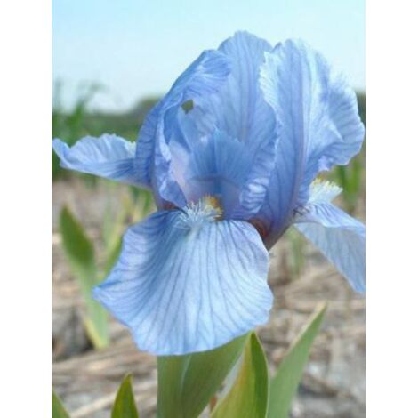 Iris nain 'Blue Denim' Godet de 8/9 cm