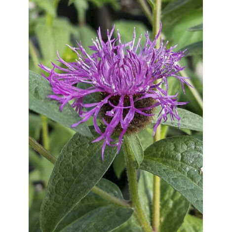 Centaurée 'Caramia' Godet de 8/9 cm (1/2)