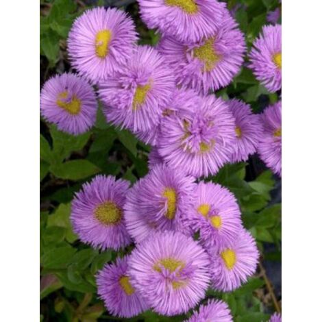 Vergerette 'Rosa Triumph' Godet de 8/9 cm (1/2)