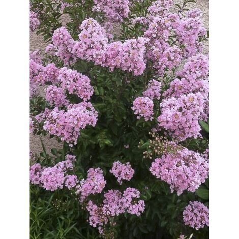 Lilas des Indes 'Monbazillac' Pot de 3L/4L, Touffe