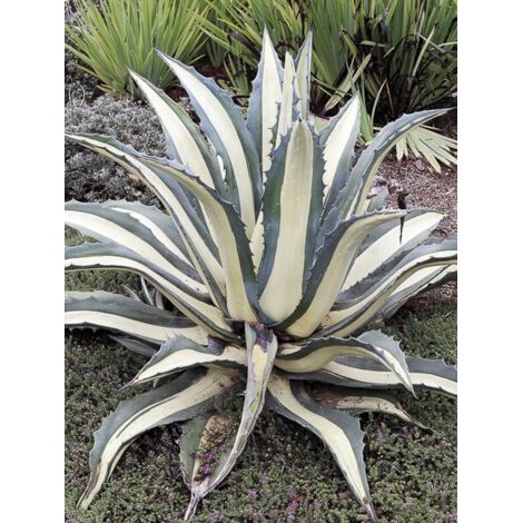 Agave 'Mediopicta Alba' Pot de 7,5L/10L
