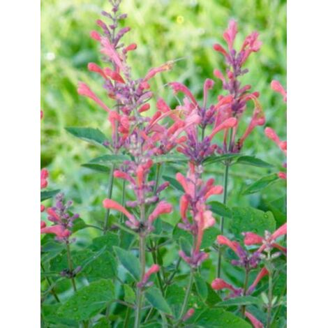 Agastache 'Kudos coral' Godet de 8/9 cm (1/3)