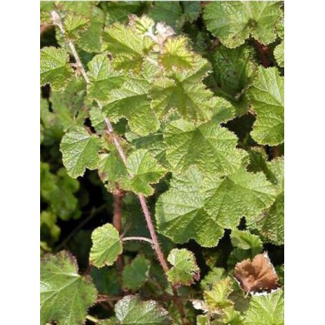Ronce 'Betty Ashburner' Godet de 8/9 cm (1/2)