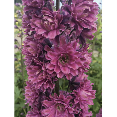Pied d'Alouette elatum 'Highlander Flamenco ' Godet de 8/9 cm (1/2)