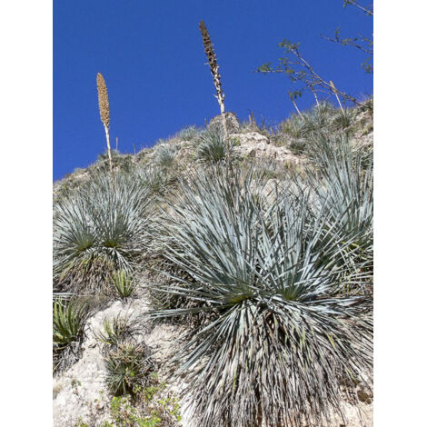 Dacylire glaucophyllum Pot de 7,5L/10L (1/2)