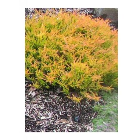 Bruyère commune, Brande 'Winter Chocolate' Godet de 8/9 cm (1/2)