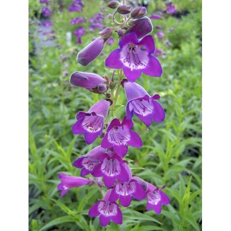 Galane 'Pensham Czar' Godet de 8/9 cm (1/3)