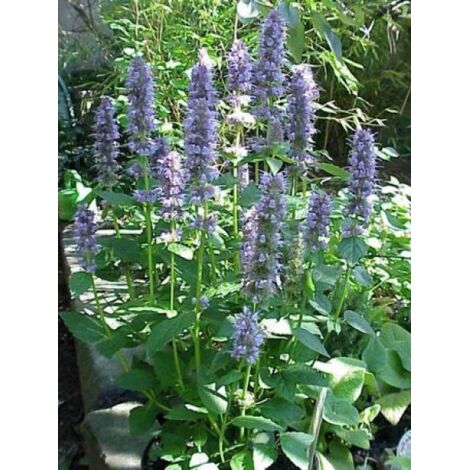 Agastache à odeur d'anis, hysope anisée le sachet de 200 graines (0,1g)