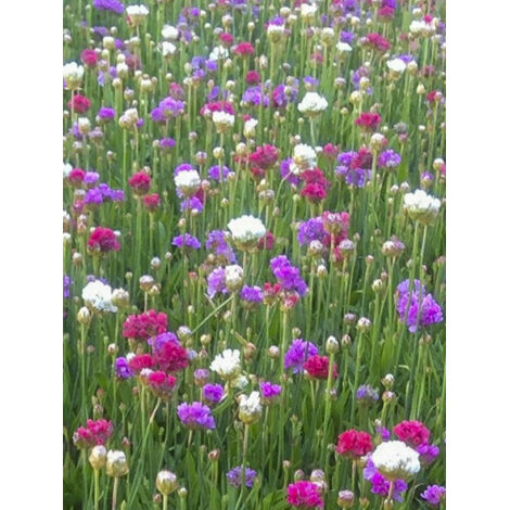 Gazon d'Espagne 'Ballerina Mixed ' le sachet de 100 graines (0,1g) (1/2)