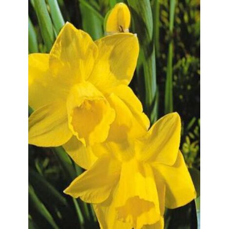 Narcisses Jonquille | Peter Nyssen | Bulbes à Fleurs Et Plantes De Qualité En Ligne