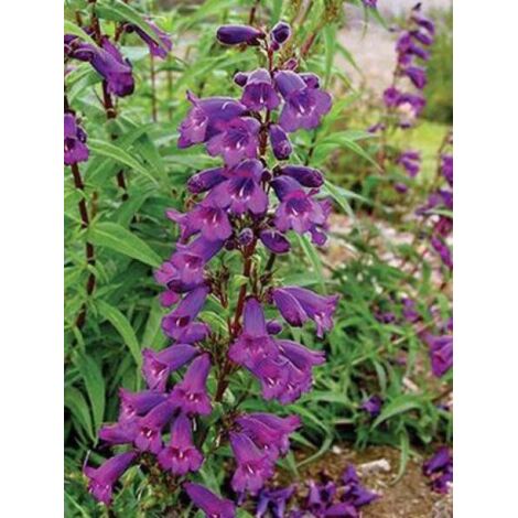 Galane 'Midnight' Godet de 8/9 cm