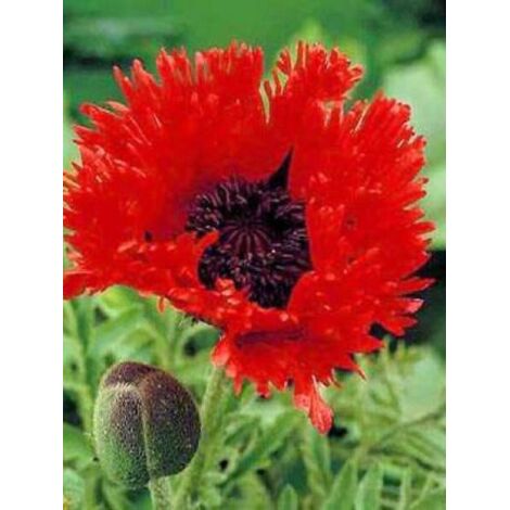 Pavot d'orient 'Turken Louis' Godet de 8/9 cm