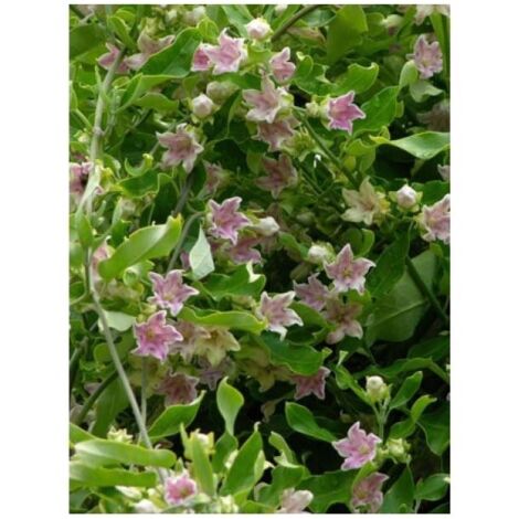 Plante cruelle, Araujia porte soie, kapok 'Rosea' Pot de 1,5L/2L 60cm