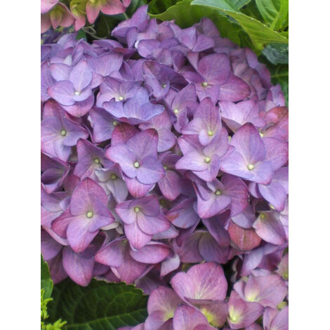 Hortensia 'Hovaria Hobergine' Pot de 4L/5L (1/2)