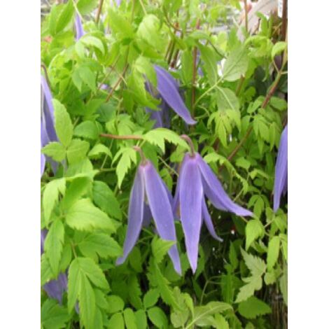 Clématite des Alpes 'Blue Dancer' Pot de 2L/3L
