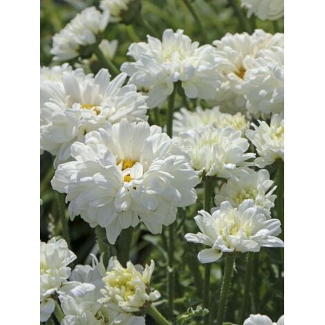 Marguerite 'Victorian Secret' Godet de 8/9 cm (1/4)