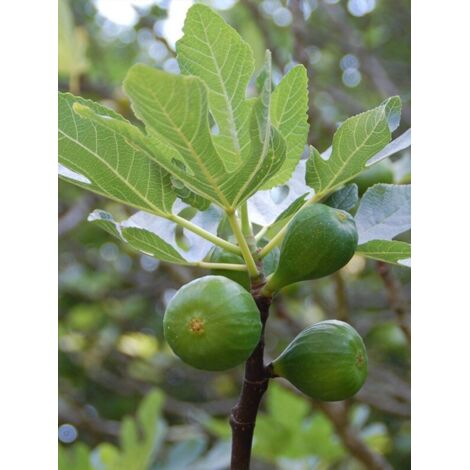 Figuier 'Kadota' Pot de 4L/5L