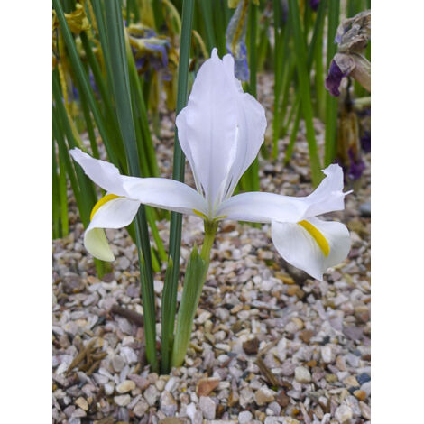 Iris réticulé 'White Caucasus' Bulbe calibre 5+ (par 5)