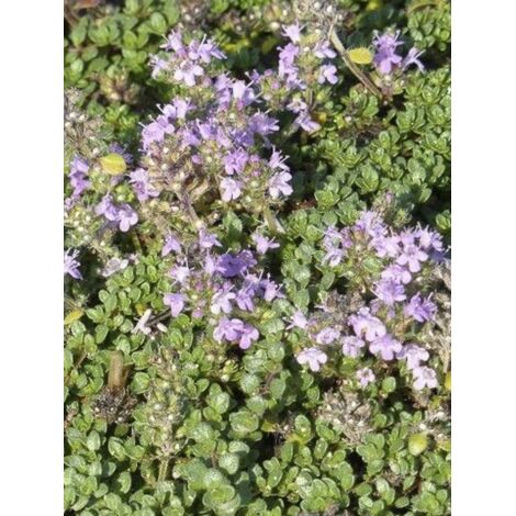 Thym hirsute Godet de 8/9 cm (1/3)
