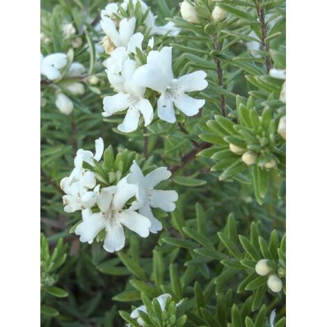 Romarin d'Australie 'Mundi ' Pot de 3L/4L (1/5)