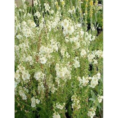 Molène 'White Domino' Godet de 8/9 cm (1/2)