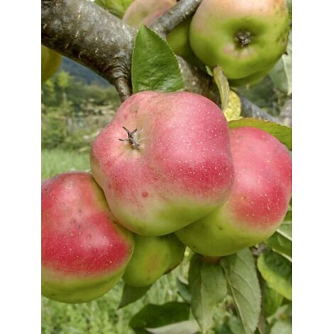Pommier 'Api Etoile' Pot de 7,5L/10L, Gobelet